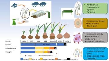 Abscisic acid-mediated modulation of morpho-physiological traits and transcript accumulation improves drought resilience in Crocus sativus L.