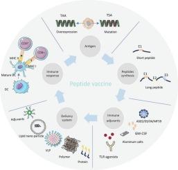 Challenges and opportunities on achieving an adequate delivery efficiency and immunogenicity with peptide-based anticancer vaccines