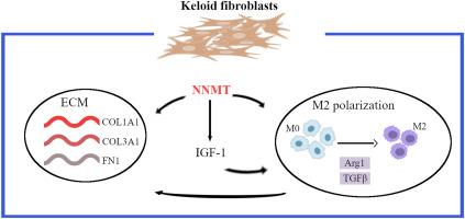 NNMT enhances invasive and migratory capacity of keloid fibroblasts and M2 macrophage polarization