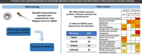 Beyond opioid and SNRI-like actions: Proteomic insights into the effects of tramadol and O-desmethyltramadol in zebrafish larvae
