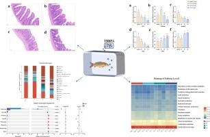 Microbial dysbiosis induced in Cyprinus carpio by tetrabromobisphenol A exposure: Mediation through gut barrier impairment and oxidative stress
