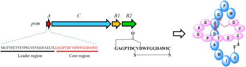 Pseudovenmycin, a novel lasso peptide from Streptomyces pseudovenezuelae NA07851