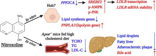 Nitroxoline upregulates low-density lipoprotein receptors expression, enhances lipid metabolism, and reduces hepatic steatosis and atherosclerosis in Apoe−/− mice