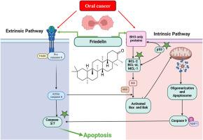 Friedelin induces apoptosis in oral cancer: Insights from in vitro and in silico studies