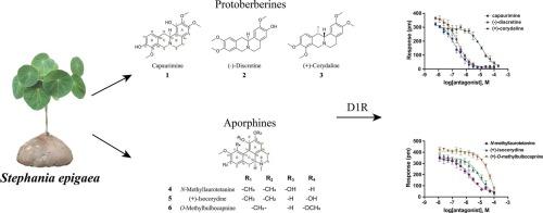 Discovery of dopamine D1 receptor antagonists from Stephania epigaea using label-free cell phenotypic assays