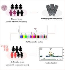 Elucidating the genetic architecture of early menopause in the Tehran cardiometabolic genetic study