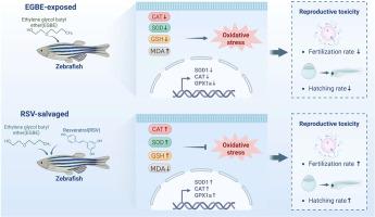 Resveratrol attenuates ethylene glycol butyl ether-impaired zebrafish fertility via antioxidant mechanism