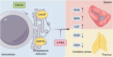 Endoplasmic reticulum stress promotes oxidative stress: A novel mechanism of citrinin-induced thymus and spleen injury