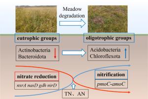Alpine grassland degradation affects soil properties and the abundance of N cycling functional genes