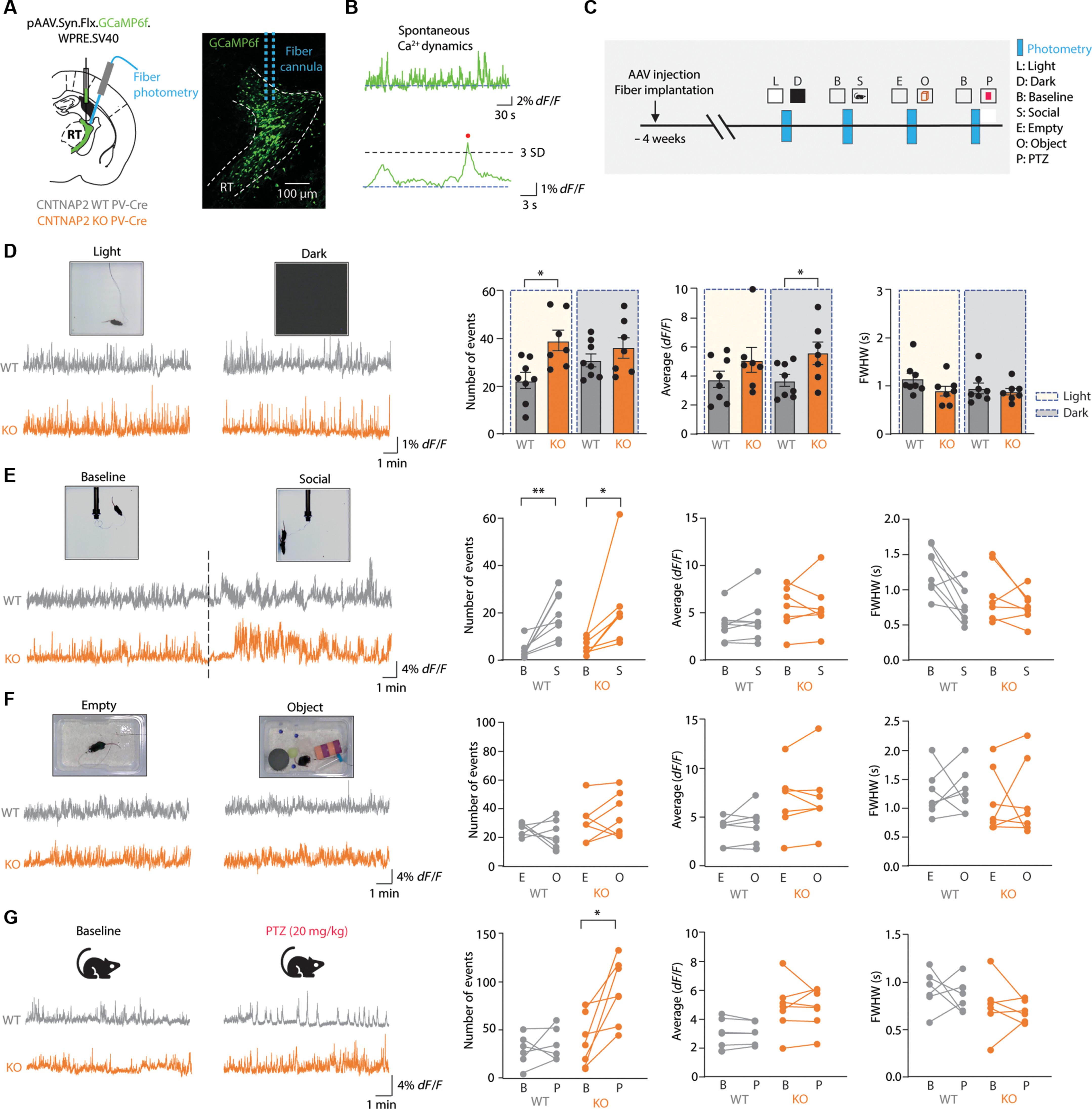 Reticular thalamic hyperexcitability drives autism spectrum disorder behaviors in the Cntnap2 model of autism