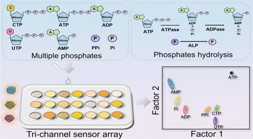 MOF-Wrapped Cu Nanocluster-Based Fluorescent Sensor Array for Phosphates High-Throughput Analysis and Their Enzymatic Hydrolysis Monitoring