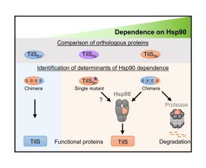 Subtle Variations in a Client Protein Determine Bacterial Hsp90 Dependence