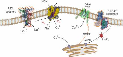 Enteric glia and purinergic signaling in health and disease