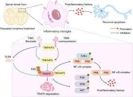 TIM3 attenuates morphine antinociceptive tolerance and microglial neuroinflammation by suppressing the TRAF6/NF-κB pathway in male mice