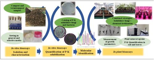 Boosting plant welfare and rhizospheric health through the application of phosphorus and potassium-solubilizing fungi from compost and vermicompost