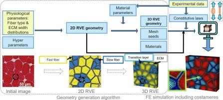 An original approach to generate periodic Representative Volume Elements with anisotropic heterogeneous microstructure: application to skeletal muscle