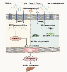 FATP5 deficiency alleviates MASH via remodeling hepatic lipid composition to suppress ferroptosis