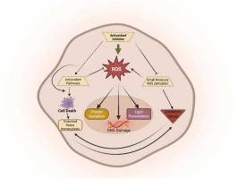 Reactive oxygen species in cancer: Mechanistic insights and therapeutic innovations