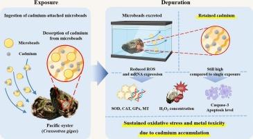Depuration and post-exposure recovery of oxidative stress responses to microplastics and cadmium in Pacific oyster (Crassostrea gigas)