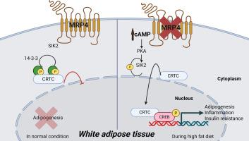 MRP4 deficiency drives lipid metabolism dysregulation and adipose tissue inflammation through cAMP-CREB-CRTC2 activation