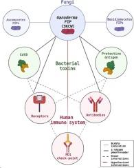 Sequence/structural/functional relationships between Ganoderma fungal immunomodulatory proteins (gFIPs) and proteins involved in the modulation of immune response