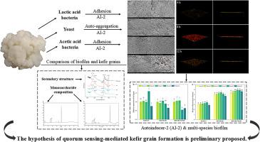 Quorum sensing mediated kefir grain extracellular matrix formation hypothesis based on biofilm