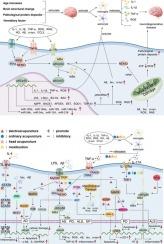 NF-κB signalling pathway in neurodegenerative diseases: Acupuncture as a potential therapeutic approach