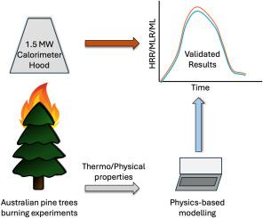 Experimental and numerical investigation of burning characteristics of Australian pine trees for wildfire modelling