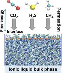 Permeation behavior of CO2, H2S, and CH4 in imidazolium-based ionic liquids: A molecular dynamics study