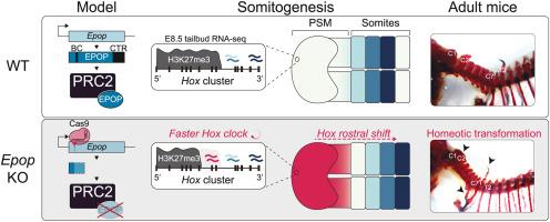 The PRC2-associated factor EPOP is required for Hox gene regulation during axial development in mice