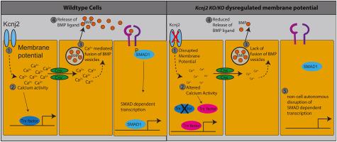 Kcnj2 regulates electrical activity-induced gene networks in embryonic mouse palate shelves