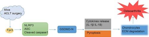 Blocking Fpr3 ameliorates osteoarthritis by inhibiting NLRP3-mediated chondrocyte pyroptosis