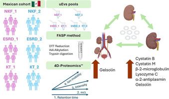 Potential kidney biomarkers in urinary extracellular vesicles from end stage renal disease and post-transplant patients