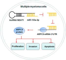 Knockdown of lncRNA NEAT1 suppresses multiple myeloma progression via the miR-133a-3p/ARPC5 axis