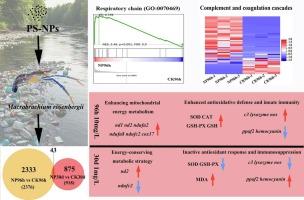 Comparative analysis of acute and chronic toxicological exposure effects of polystyrene nanoparticles on Macrobrachium rosenbergii: Implications for antioxidative defense and immunosuppression