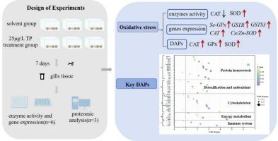Proteomic profiling of Ruditapes philippinarum gills exposed to triazophos: Insights into oxidative stress, cytoskeletal alterations, protein homeostasis and energy metabolism enhancement