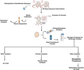 Pesticide-induced epigenetic suppression of WNT signaling and NF-κB-driven inflammation impairs ovarian function in rats