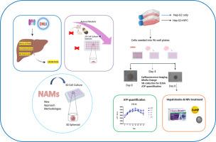 Development of a complex 3D in vitro alternative model to evaluate the safety of advanced materials