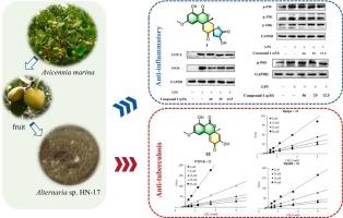 Alterisocoumarins A-M: Isocoumarins with anti-inflammatory and anti-tuberculosis activities from a mangrove endophytic fungus Alternaria sp. HN-17