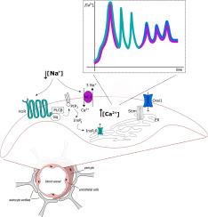 Histamine 1 receptors and reverse-mode Na+/Ca2+ exchanger drive extracellular Na+-dependent intracellular Ca2+ oscillations in human cerebrovascular endothelial cells