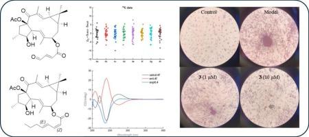 Lathyrane and jatrophane diterpenoids: Potential lipid-lowering agents from Euphorbia helioscopia L