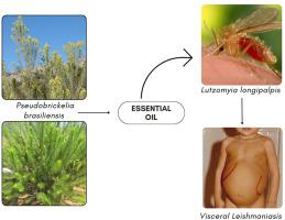 Chemical composition and insecticidal activity of the essential oil of Pseudobrickellia brasiliensis (Spreng) R. M. King & H. Rob (Asteraceae) on Lutzomyia longipalpis (Diptera: Psychodidae)