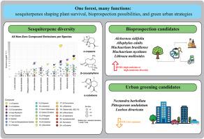 Unveiling sesquiterpene emissions in dominant trees of a Brazilian Atlantic Forest remnant