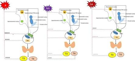 Catecolaminergic systems and hypothalamic-pituitary-thyroid (HPT) axis: adrenaline, noradrenaline and dopamine treatments in vivo in lizard Podarcis siculus
