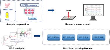 Application of Raman spectroscopy and machine learning for determination of pro-toxicant activation in CYP2E1-expressing cells†