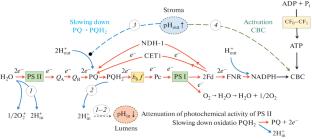 Regulation of Electron Transport in Chloroplasts: Induction Processes in Tradescantia Leaves