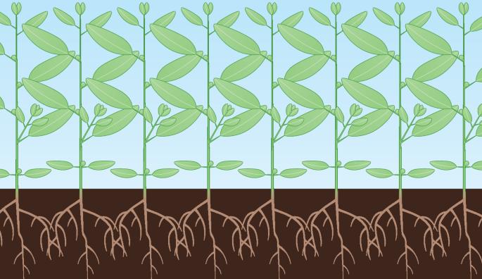 A histone variant that manages abiotic stress in plants