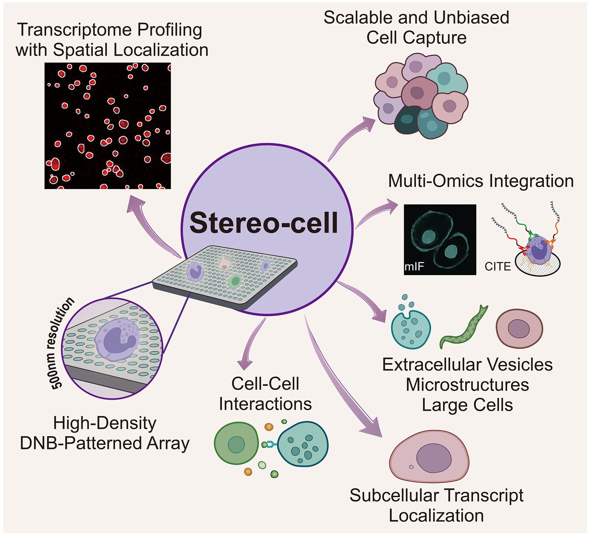 Stereo-cell: Spatial enhanced-resolution single-cell sequencing with high-density DNA nanoball-patterned arrays