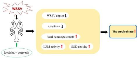 Effects of fucoidan and quercetin on protecting crayfish (Procambarus clarkii) against infection with white spot syndrome virus