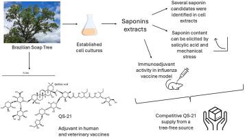 Sourcing the vaccine adjuvant QS-21 and related saponins from cell cultures of Quillaja lancifolia (Brazilian soap tree)